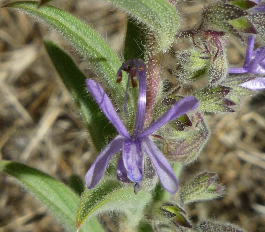 High Resolution Trichostema lanceolatum Flower